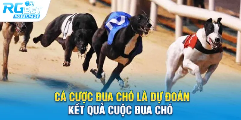 Cá cược đua chó là dự đoán kết quả cuộc đua chó