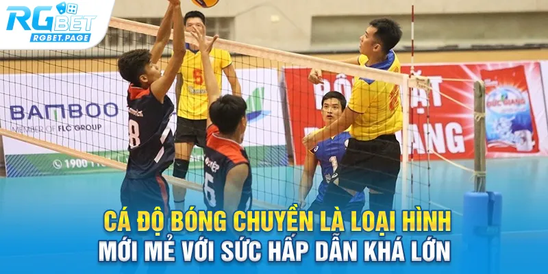 Cá độ bóng chuyền là loại hình mới mẻ với sức hấp dẫn khá lớn