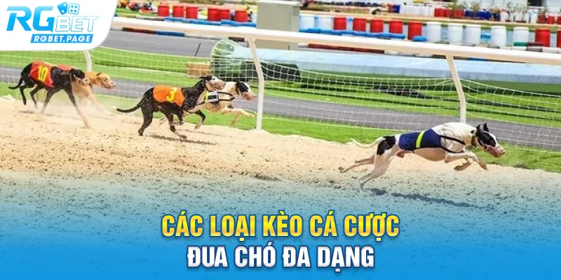 Các loại kèo cá cược đua chó đa dạng