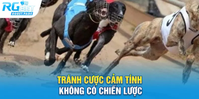Tránh cược cảm tính, không có chiến lược